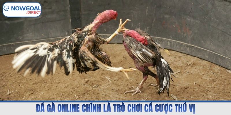 Đá gà online chính là trò chơi cá cược thú vị