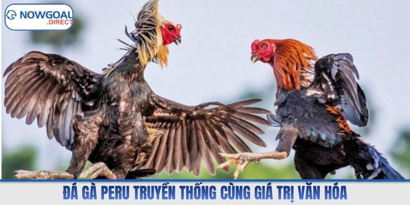 Đá gà Peru truyền thống cùng giá trị văn hóa